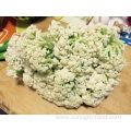 Delicious And Nutritious Cauliflower
